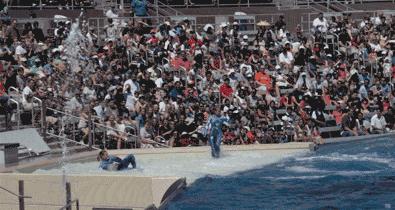 虎鲸饿起来为何连亲戚都吃,虎鲸投喂食物