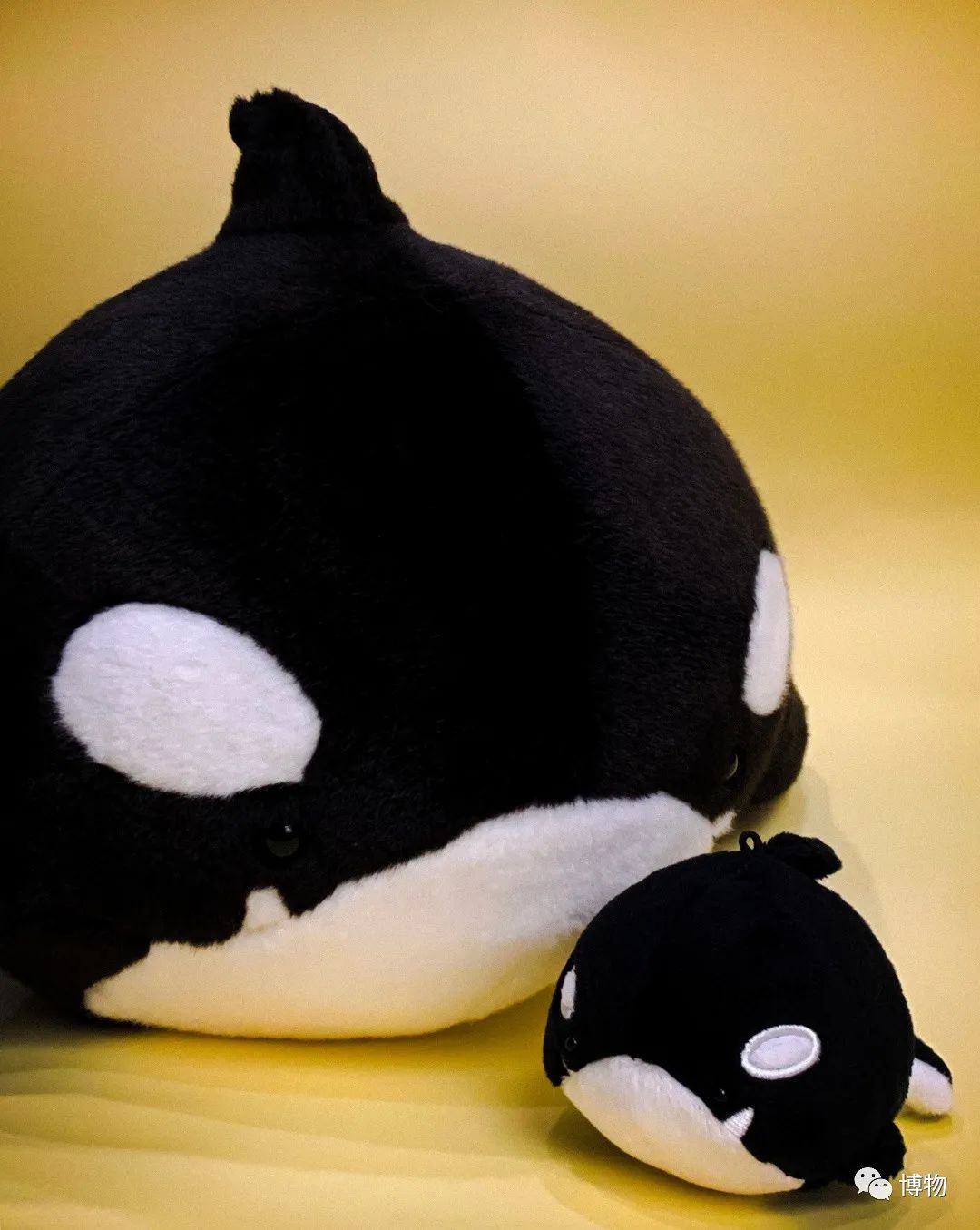 虎鲸饿起来为何连亲戚都吃,虎鲸投喂食物