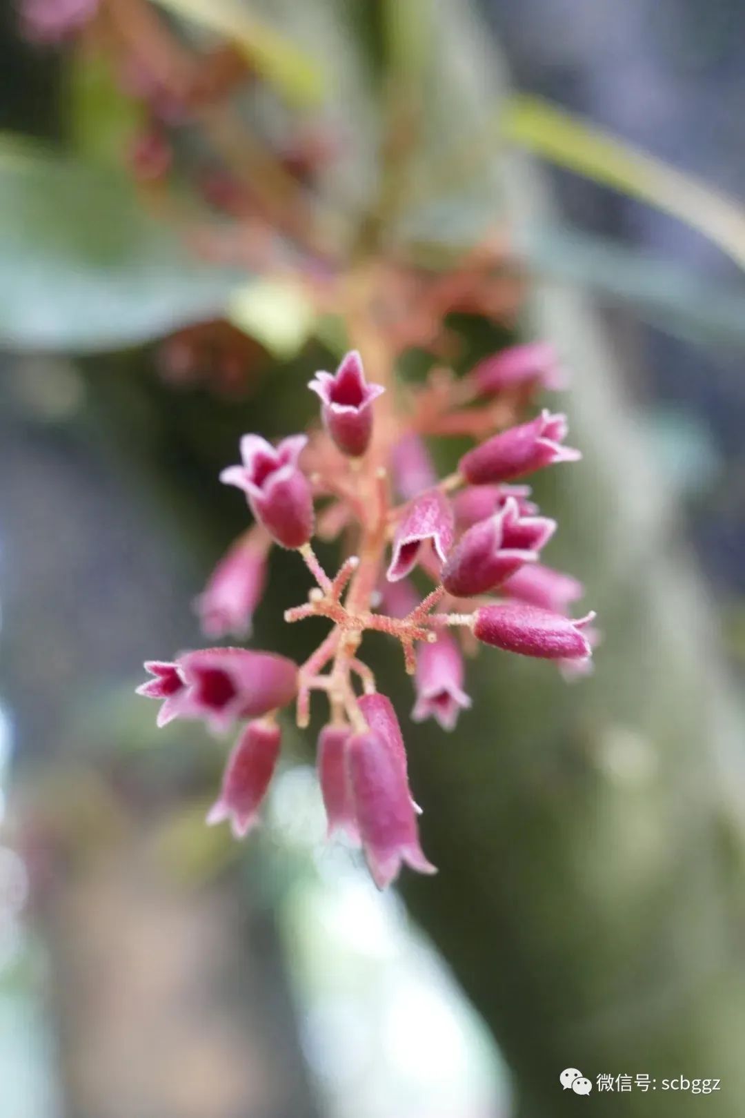 银叶树有哪些,能在水里生长的陆地植物