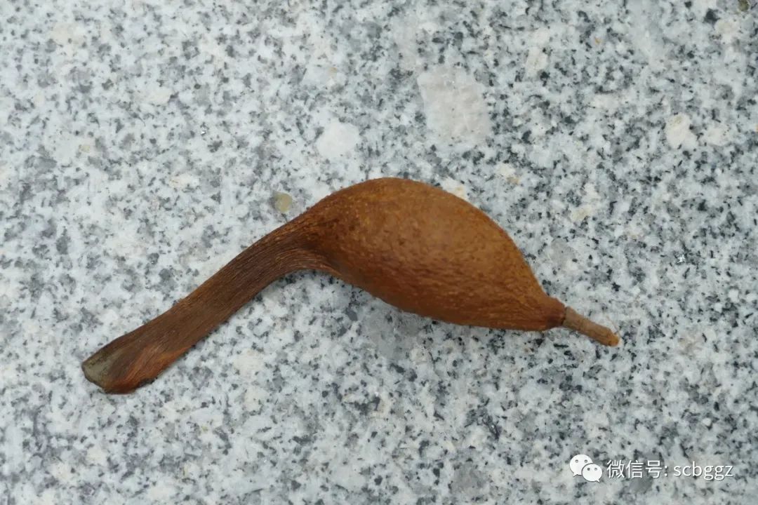 银叶树有哪些,能在水里生长的陆地植物