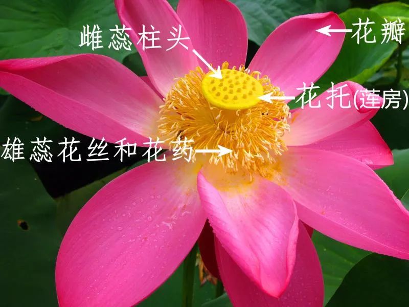 有藕的是莲花还是荷花,荷花与莲花的区别讲座