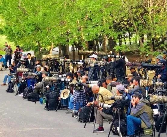 为了阻止一些中国大爷拍鸟，我们要给他们安利这个