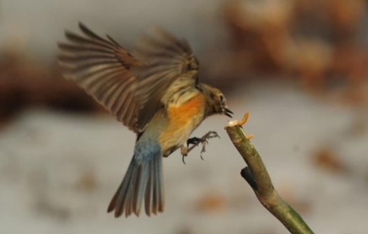 为了阻止一些中国大爷拍鸟，我们要给他们安利这个