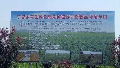 丁庄镇发展生态农业助力乡村振兴,襄城县产业扶贫