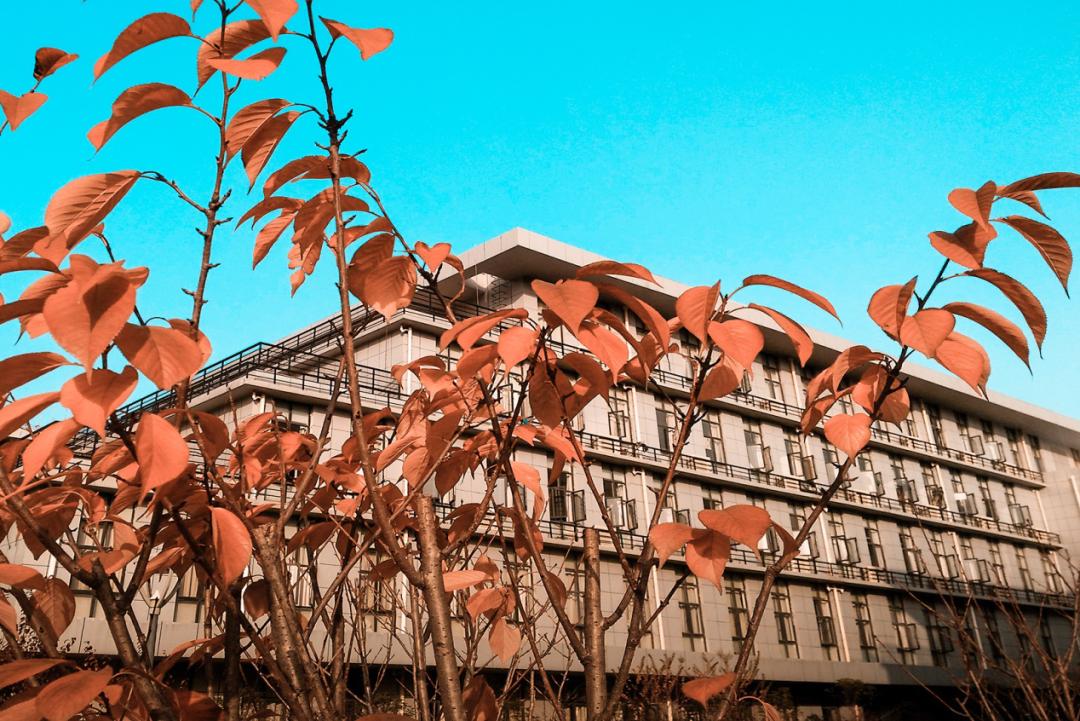 武汉这所学校颜值真高宛如仙境,武汉市学校景象