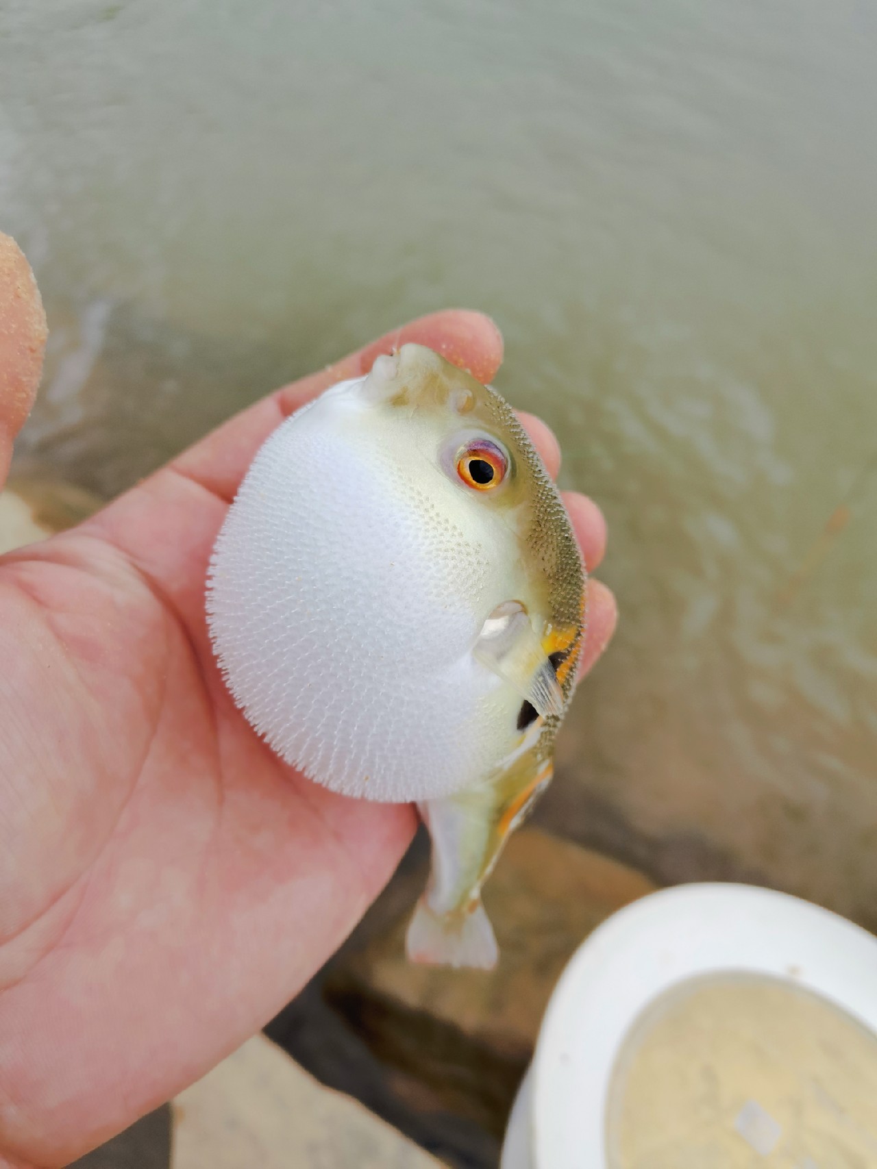 桂江野钓土鲮,广西桂江土鲮
