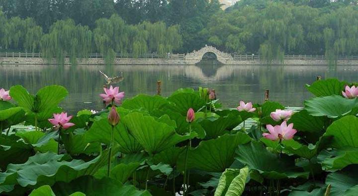 又到送寒衣时节,又到了送郁金香的季节