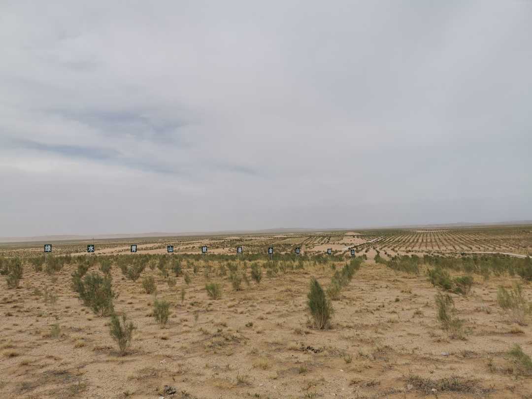 梭梭肉苁蓉比红柳肉苁蓉成熟早,梭梭治沙