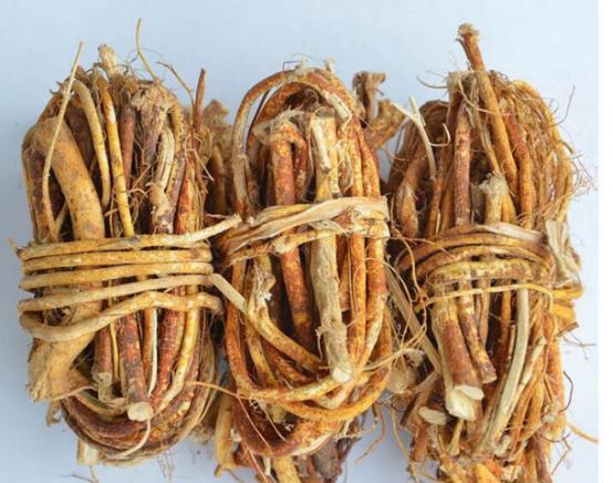 五指毛桃汤什么人不宜饮,五指毛桃汤的中毒症状