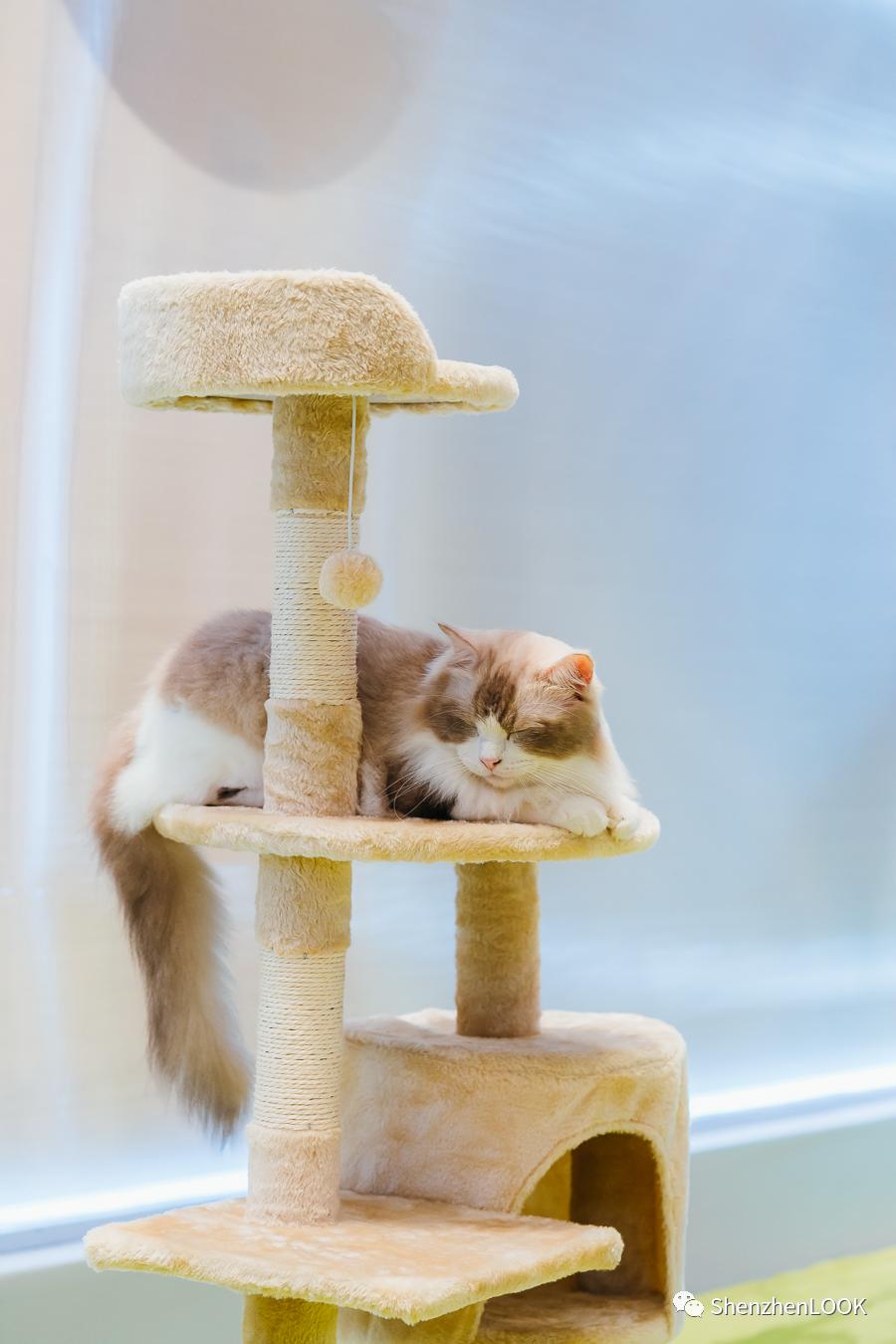 LOOK|海岸城更新·「宠物Mall」限时开放