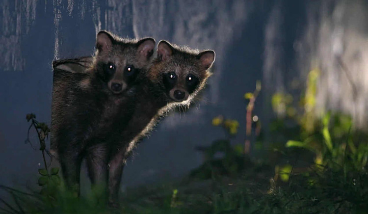 从人貉之争到人貉之和——城市野生动物应被投喂吗？