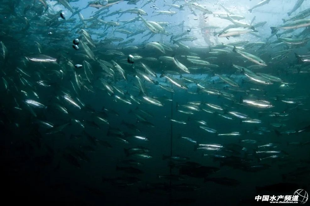 挪威三文鱼安全吗,挪威三文鱼空运过程