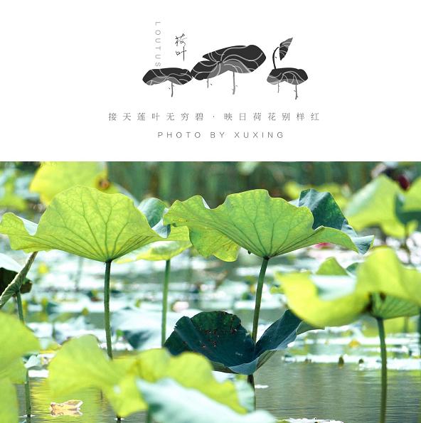 美翻了人间的小桥流水人家,最美的荷花海