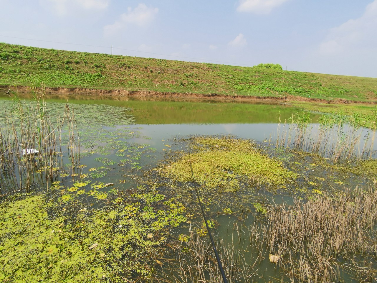 顶着30度的高温,顶着40度的高温钓鲢鳙