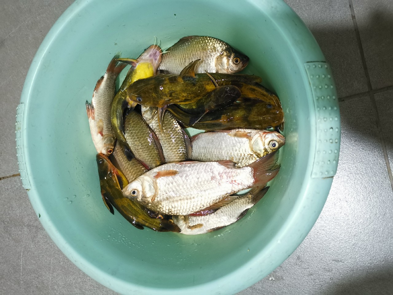 顶着30度的高温,顶着40度的高温钓鲢鳙