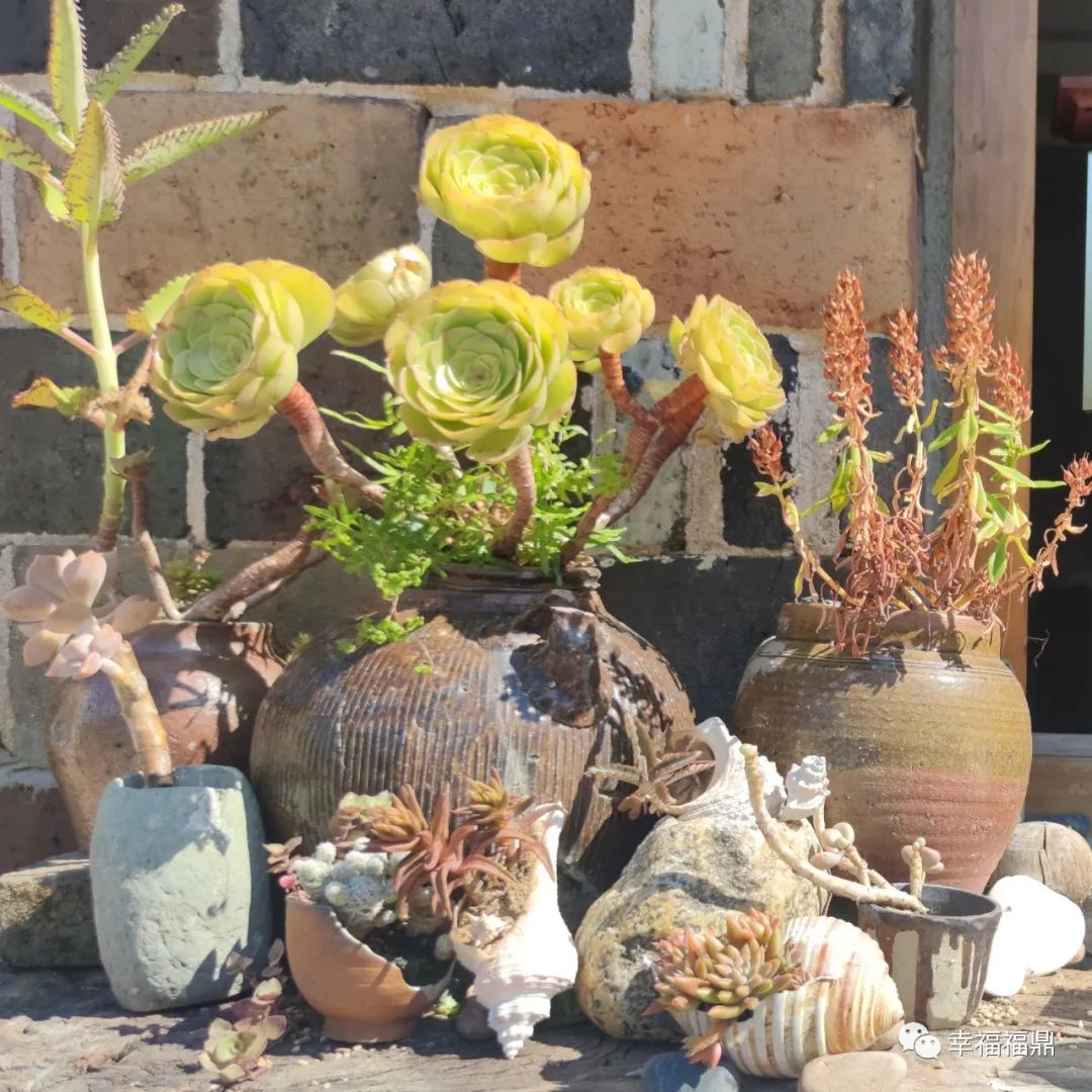 普陀山网红海景民宿推荐,普陀山岛上民宿客栈推荐