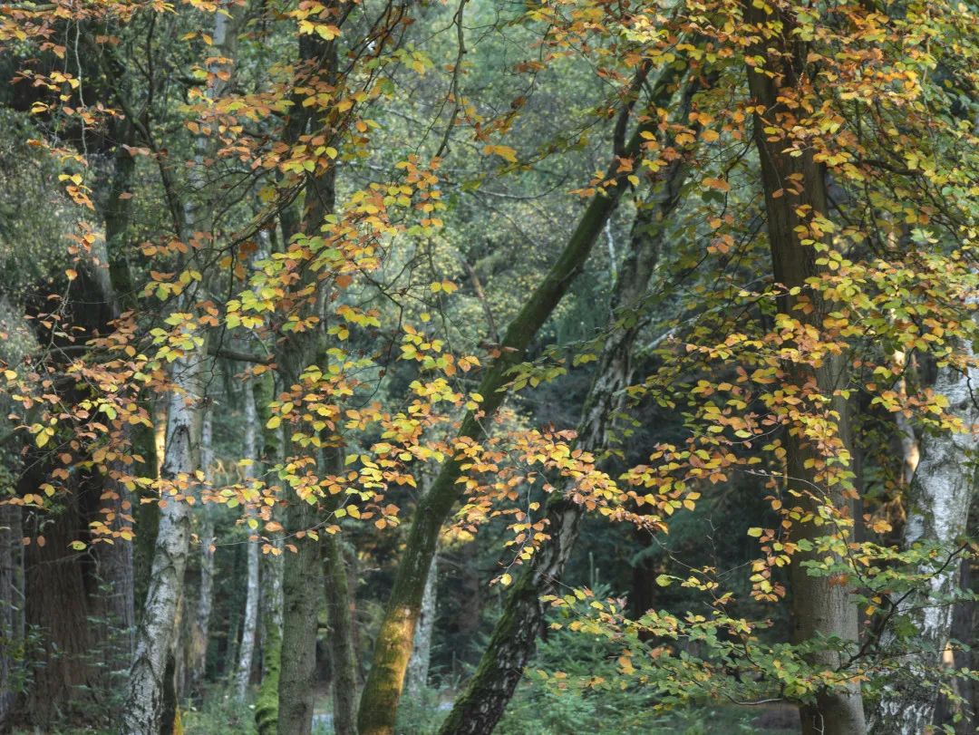 “*窥偷**”网红动物的生活，理解和分享一种离人群最远、离星空最近的喜悦|此刻夜读