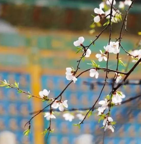 庆祝抗战胜利的自创诗词,抗战胜利76周年的古诗