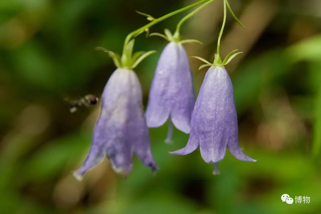 皇室名流捧红的铃兰手捧,你在家就能种