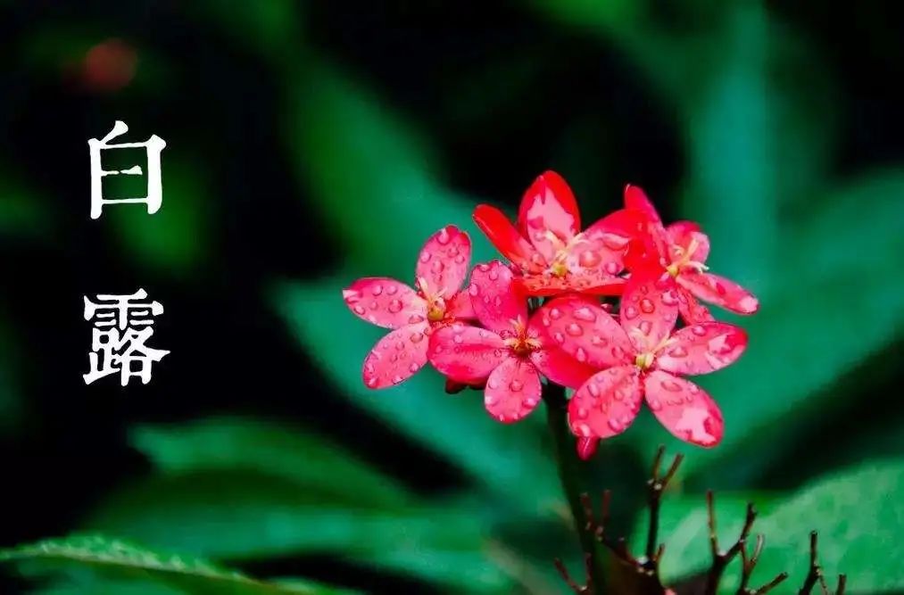 【节气养生】今日白露，养生要点看过来