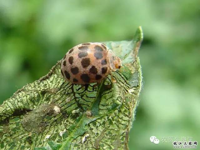 蔬菜害虫图谱,蔬菜害虫100种图谱