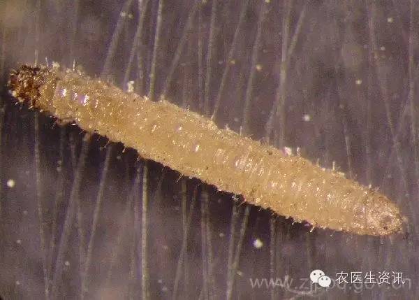 蔬菜害虫图谱,蔬菜害虫100种图谱