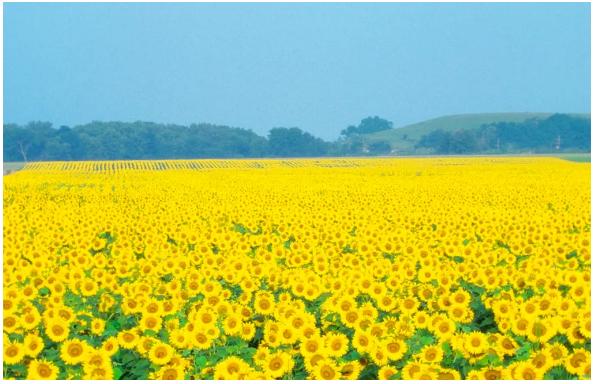 预防高温病的最佳方法,高温天气预防高温应该怎么做