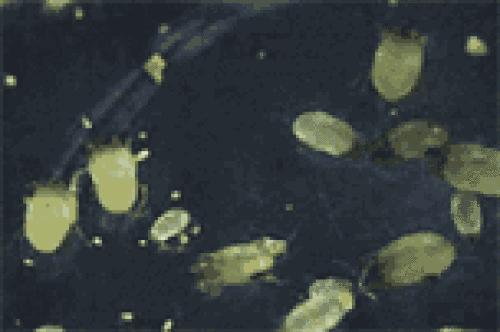 让蟑螂来一只死一窝的方法,蟑螂克星一窝端