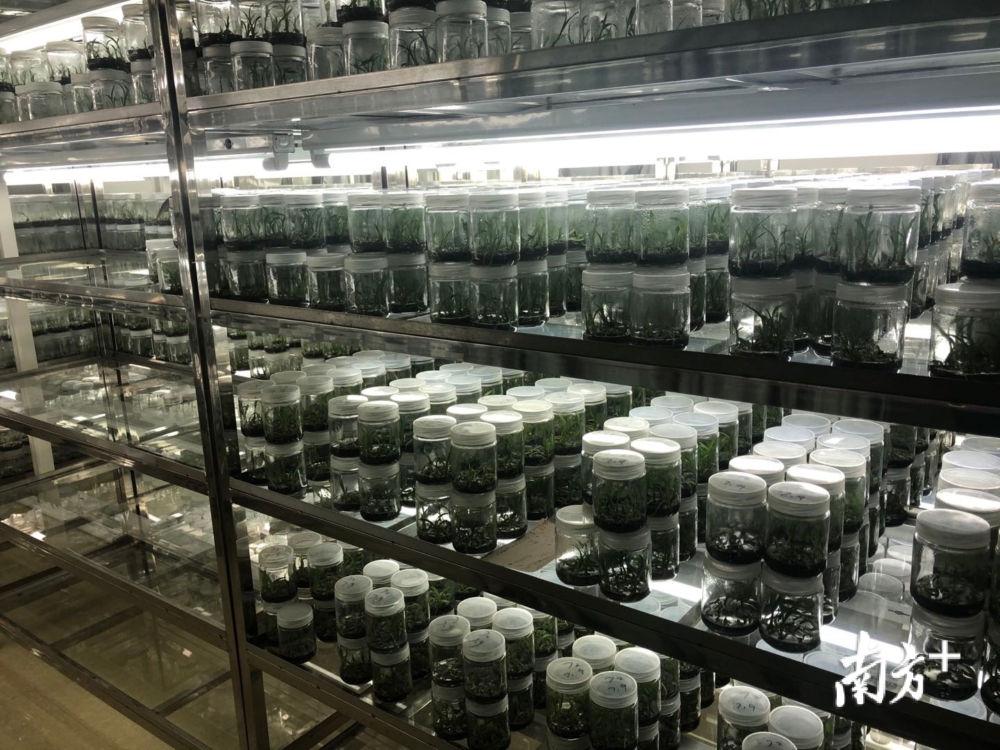 “一村一品”种幽兰，英德石牯塘绽放致富花