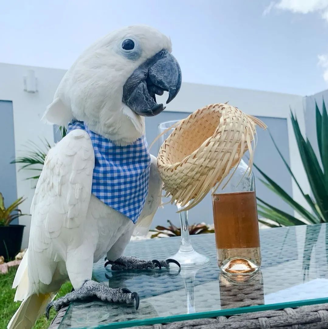 沙雕萌宠集合地,沙雕又可爱的萌宠