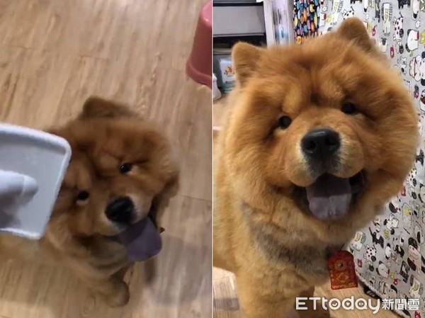 妈高喊要不要梳漂亮？　松狮跑来萌灿笑就定位