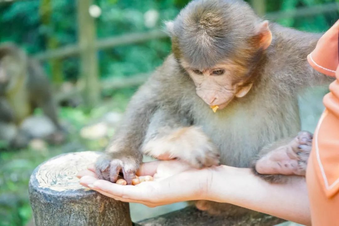 峨眉山有仙峰寺吗,峨眉山有多灵