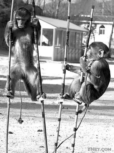 被铁链绑住，注射避孕药，连续伺候几百人后，她挣扎着死去……