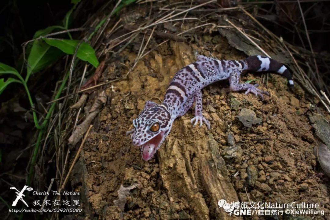 别去挤景点了！生态旅游了解一下