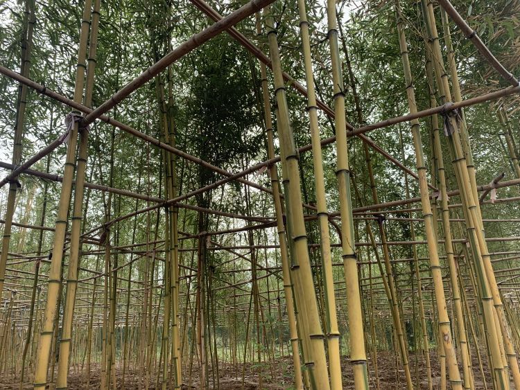 花山公园建设时间,花山公园改造投入