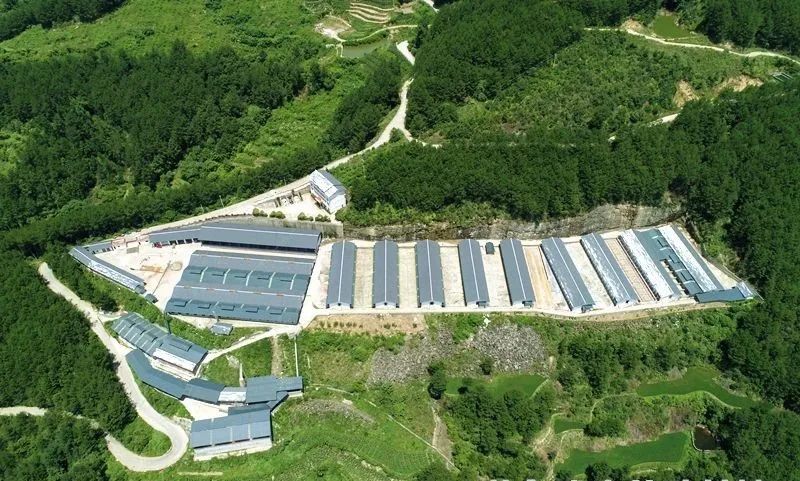 人称“西部土猪王”！他用12年时间，将土猪生意做到20亿元