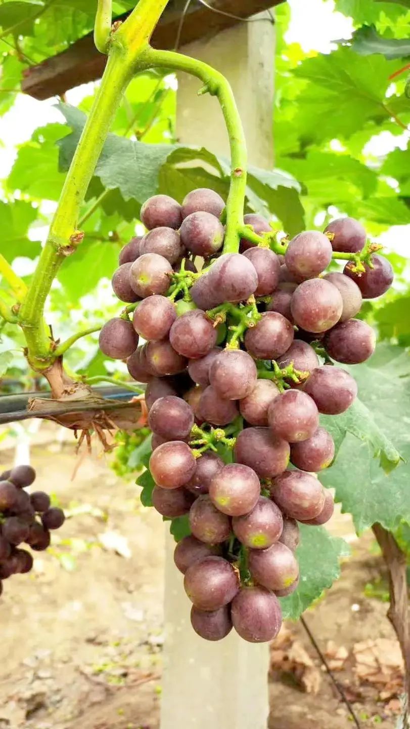 孙俪周冬雨angelababy,孙俪angelababy邓超