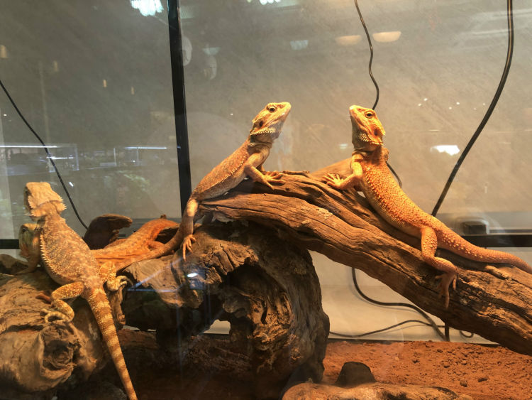 深圳最大花卉市场在哪里,深圳最大的花卉市场在哪里