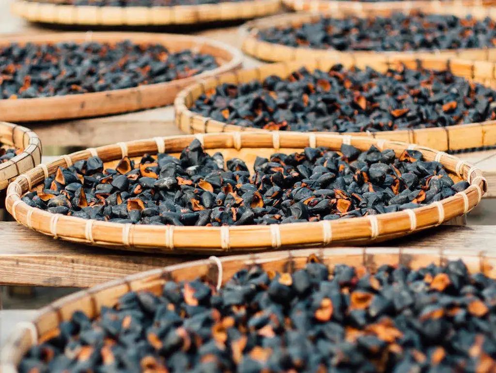 正是增城乌榄飘香时！一起去打榄、吃榄、看榄雕......