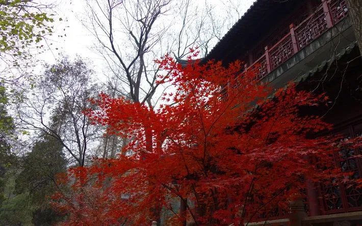 传说中的枫叶,传说中的光雾山红叶