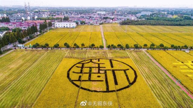 广州稻田网红打卡地,宜良稻田网红打卡点