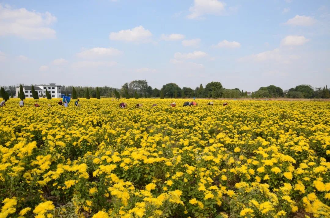 广州稻田网红打卡地,宜良稻田网红打卡点