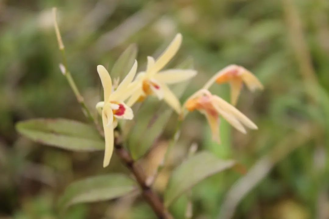 口干舌燥、秋燥作怪？康恩贝铁皮石斛花茶上线“每满生活”，来自高山有机种植基地，满百减十哦