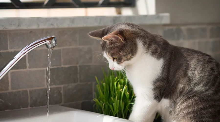 人常喝净水机里的水好吗,常喝净水机里的水对身体好吗