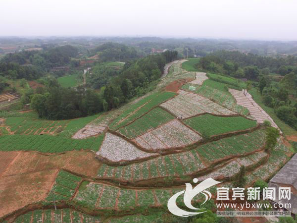 宜宾市叙州区区委书记刘海昌,宜宾叙州区刘海昌