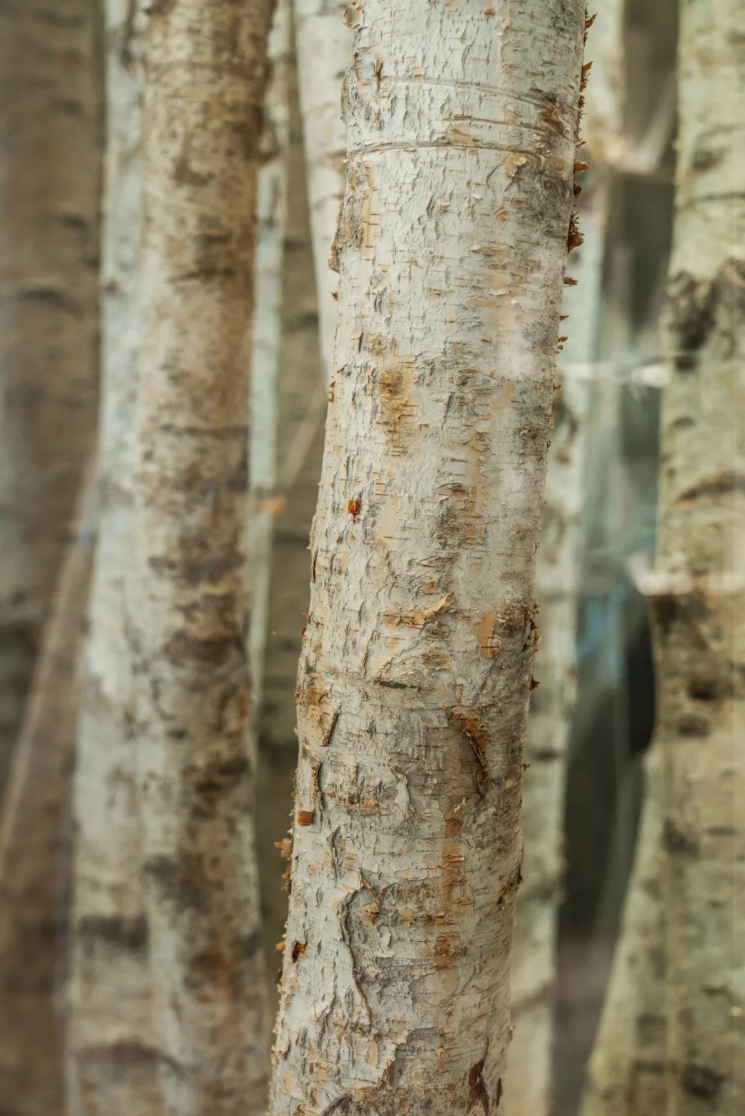 北京绿城和锦诚园楼盘,北京绿城和锦诚园样板间