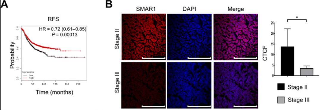 《科学》子刊：阿司匹林抗癌新技能！科学家发现，阿司匹林能阻止癌干细胞搭建外排化药的通道，增强化疗药物*伤杀**力丨科学大发现