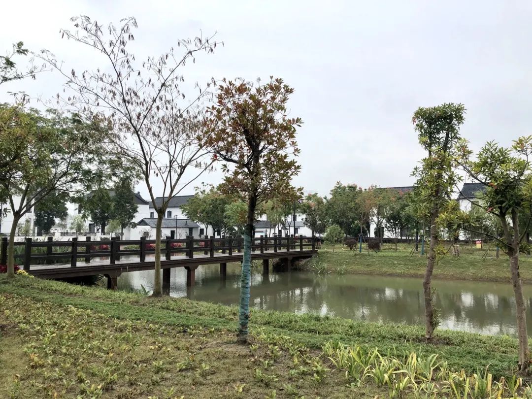 河道垃圾清理促水清岸绿景美,水清岸绿风景