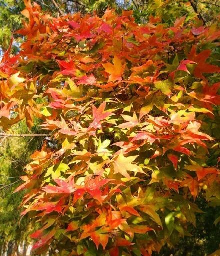 赏秋小众景点推荐,川西赏秋旅游景点