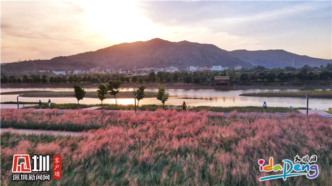 七娘山下禾塘湿地公园,大鹏禾塘湿地公园粉黛乱子草